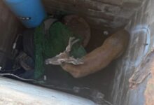 Deer rescued from 12-foot well in Sussex County through multiagency effort