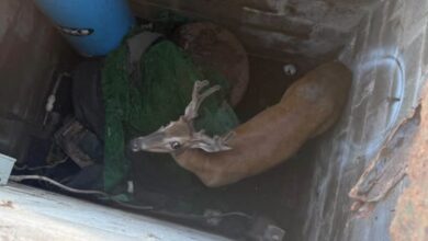 Deer rescued from 12-foot well in Sussex County through multiagency effort