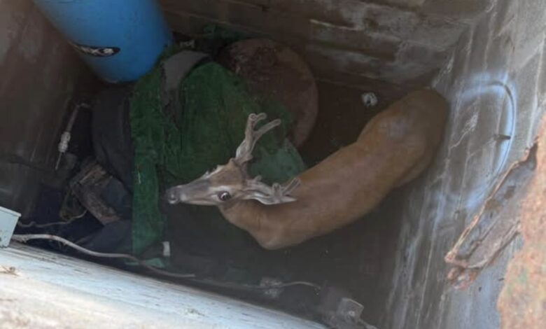 Deer rescued from 12-foot well in Sussex County through multiagency effort