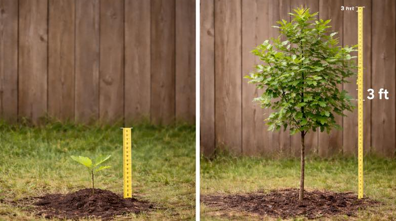 Sapling Tree Sizing Readington to host free tree sapling giveaway April 11 - WRNJ Radio