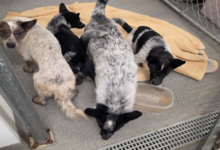 Four dogs believed abandoned in Sussex County rescued, authorities seek information