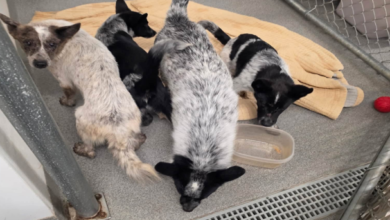 Four dogs believed abandoned in Sussex County rescued, authorities seek information