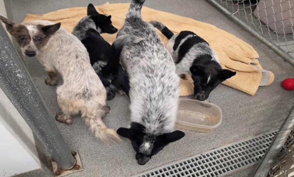 Four dogs believed abandoned in Sussex County rescued, authorities seek information
