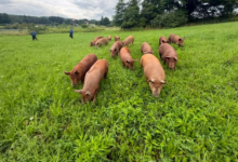 New Jersey State Police help round up about 15 loose pigs on Sussex County roadway
