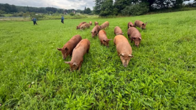 New Jersey State Police help round up about 15 loose pigs on Sussex County roadway