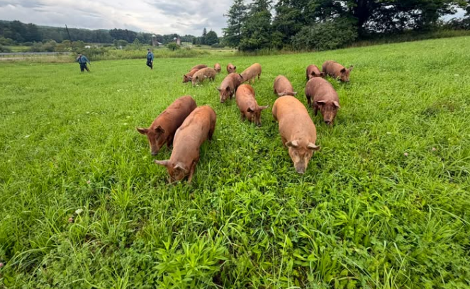 New Jersey State Police help round up about 15 loose pigs on Sussex County roadway