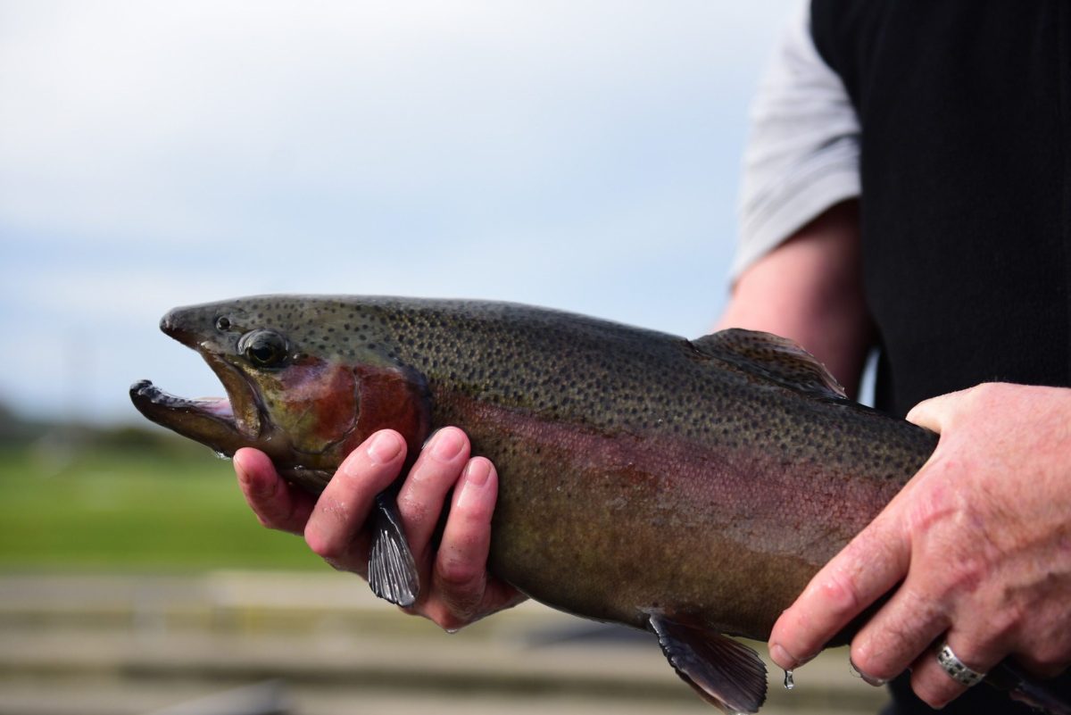 Spring tradition gets underway with opening day of trout season this  Saturday - WRNJ Radio