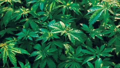 Medical Marijuana, Pot, Weed News | WRNJ Radio