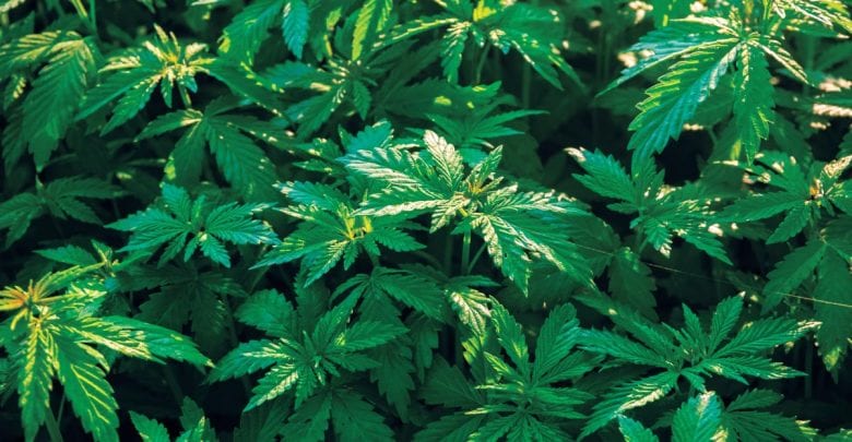 Medical Marijuana, Pot, Weed News | WRNJ Radio