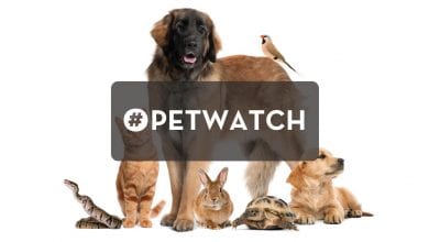 WRNJ Radio Pet Watch | Hackettstown, NJ News